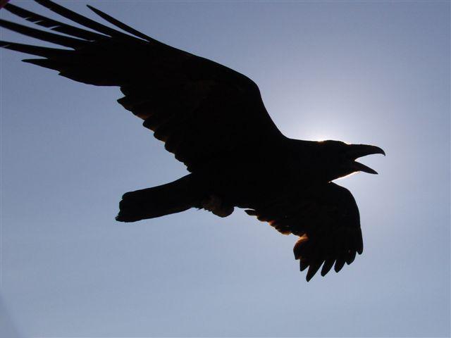 Pictures Of Raven - Free Raven pictures 